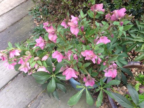 クリスマスローズ