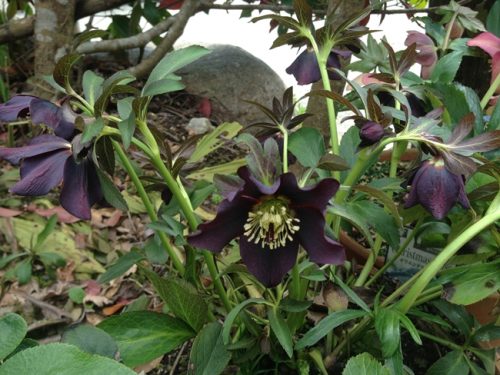 クリスマスローズ