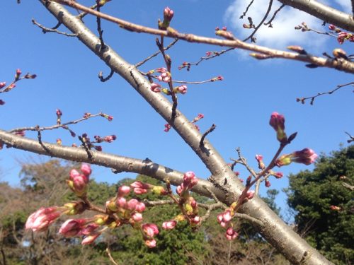 桜