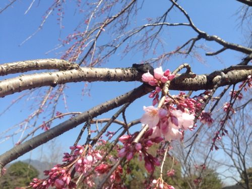 枝垂れ桜