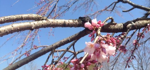 枝垂れ桜