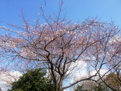 桜