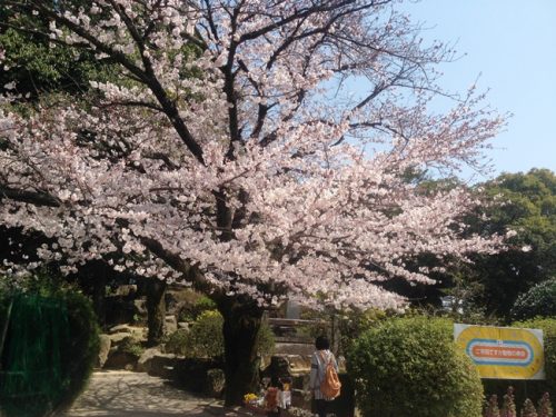 満開の桜