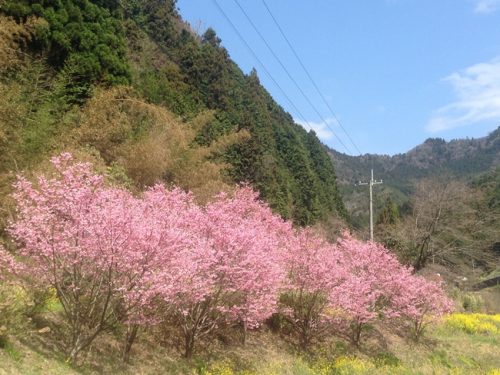山里の桜