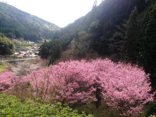 山里の桜