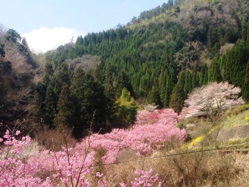 山里の桜