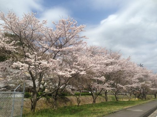 満開の桜
