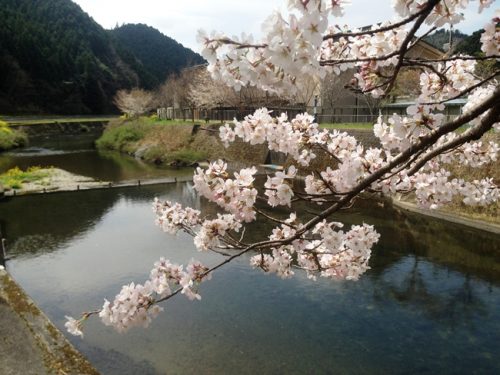 水面の桜