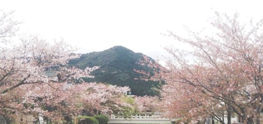 一の坂川の桜
