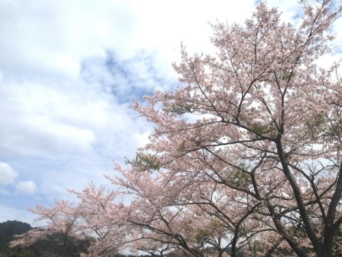 満開の桜