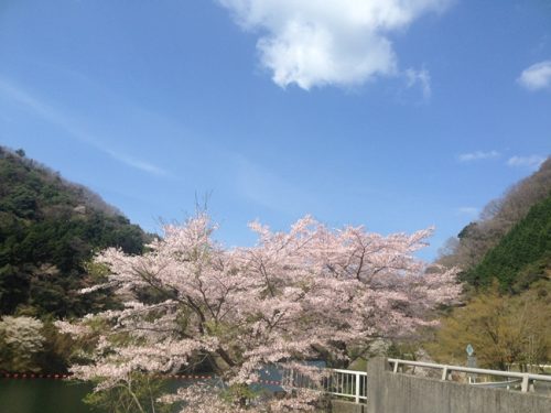 満開の桜