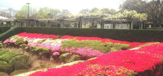 繚乱の花達