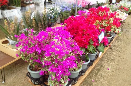 ブーゲンビリア