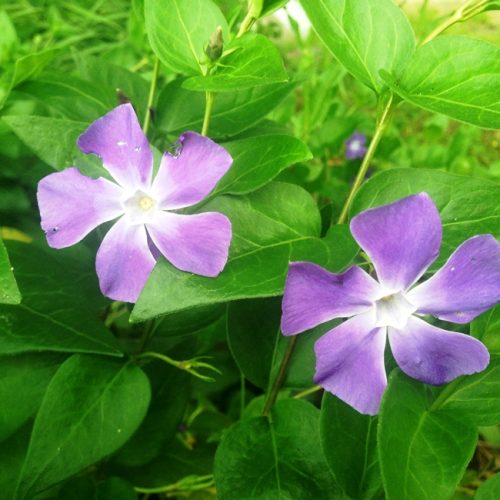 ツルニチニチソウ