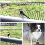 つばめ達
