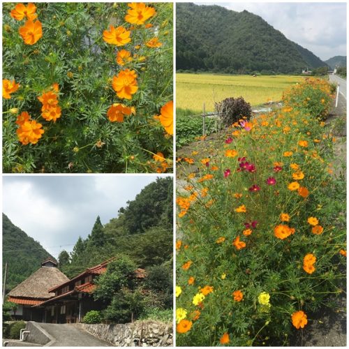 コスモスロード