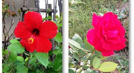 ハイビスカスと薔薇