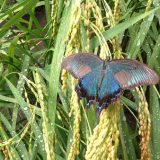 ミヤマカラスアゲハ