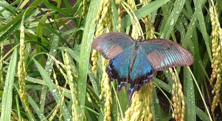 ミヤマカラスアゲハ