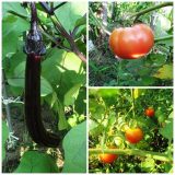 我が家の菜園