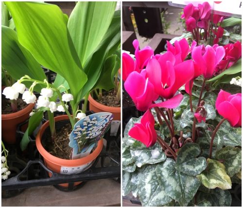 %e3%82%bd%e3%83%ac%e3%83%bc%e3%83%8d