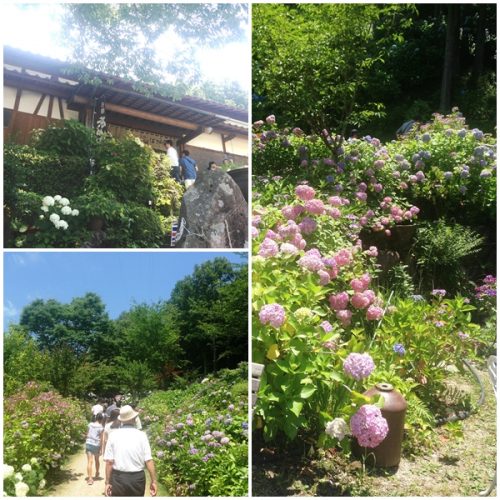 あじさい園