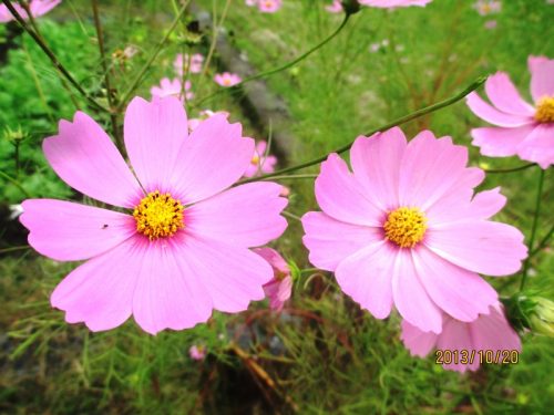 コスモス