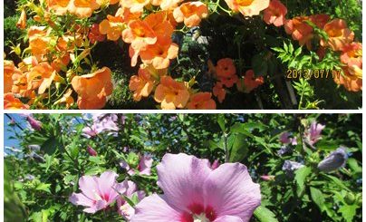 のうぜんかずらとふよう