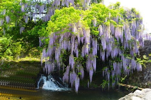 仁保一貫野の藤