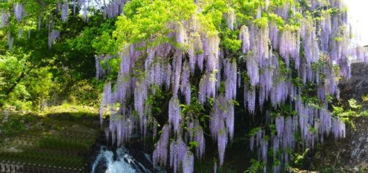 仁保一貫野の藤