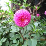 花たち