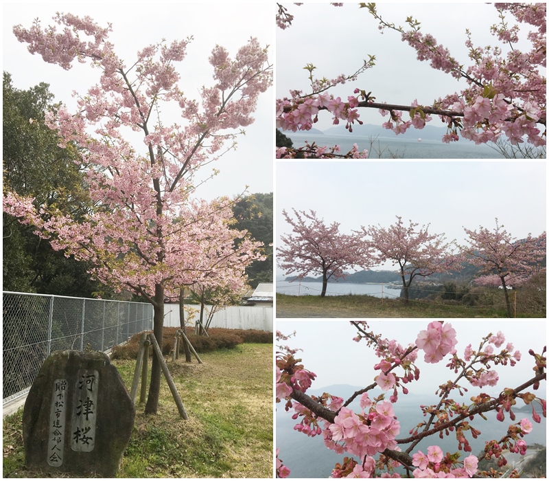 河津桜