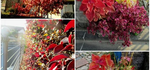 紅葉