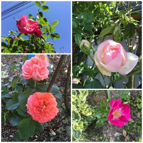 バラ達4