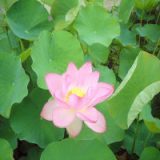 蓮の花