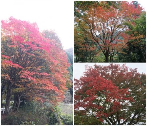 %e9%ab%98%e7%80%ac%e6%b9%96%e3%81%ae%e7%b4%85%e8%91%89