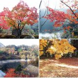 高瀬湖の紅葉