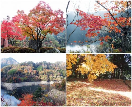 高瀬湖の紅葉
