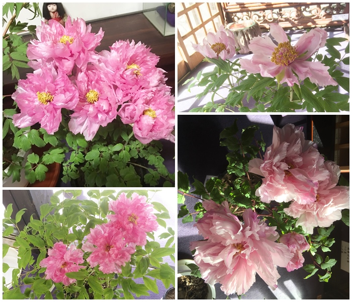 %e5%af%92%e7%89%a1%e4%b8%b9