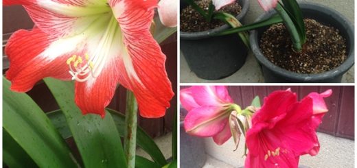 アマリリス