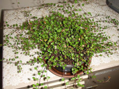 ワイヤープランツ