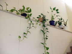 みどりのカーテン