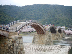 錦帯橋の桜