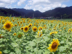 三次市のひまわり畑
