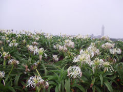 角島のはまゆう
