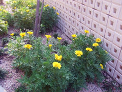 マリーゴールド