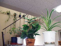 みどりのにおい